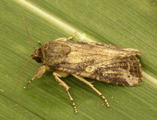 Figure 2png